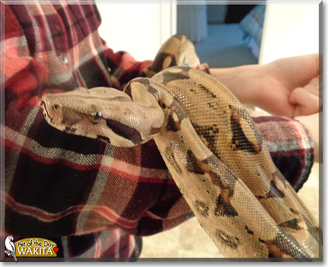 Wakita the Columbian Boa, the Pet of the Day Wakita the Columbian Boa, the Pet of the Day