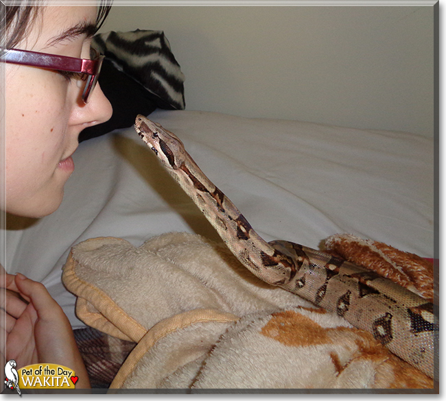 Wakita the Columbian Boa, the Pet of the Day