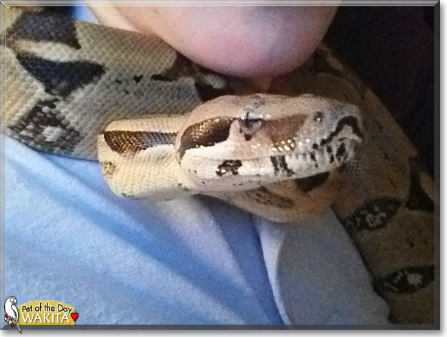 Wakita the Columbian Boa, the Pet of the Day