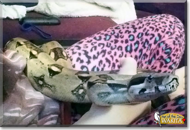 Wakita the Columbian Boa, the Pet of the Day