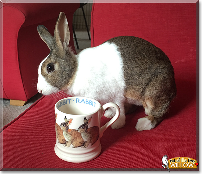 Willow the Dutch Rabbit, the Pet of the Day Willow the Dutch Rabbit, the Pet of the Day