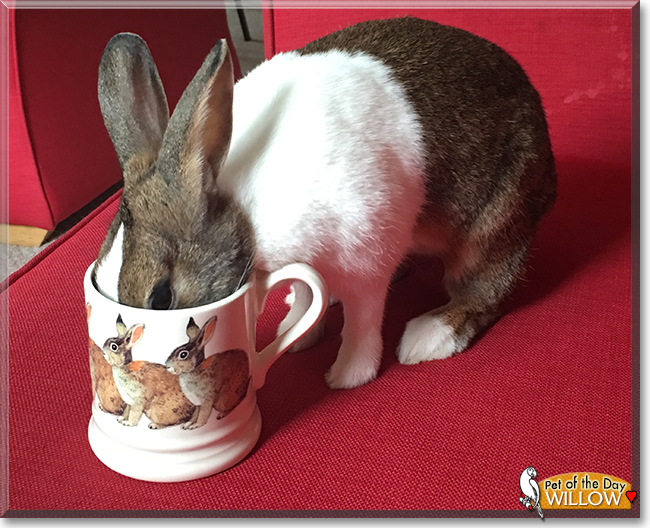 Willow the Dutch Rabbit, the Pet of the Day
