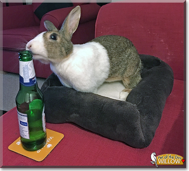 Willow the Dutch Rabbit, the Pet of the Day