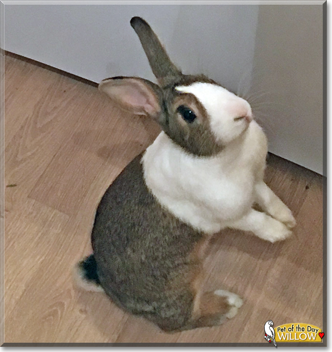 Willow the Dutch Rabbit, the Pet of the Day