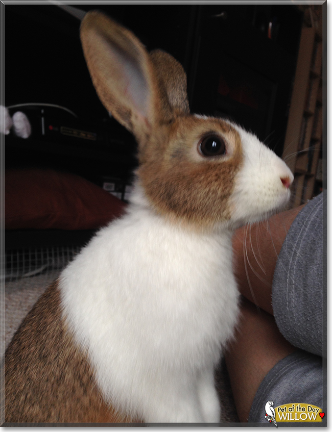 Willow the Dutch Rabbit, the Pet of the Day