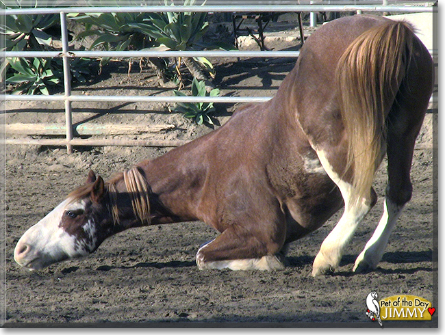 Jimmy the Quarter Horse, the Pet of the Day Jimmy the Quarter Horse, the Pet of the Day