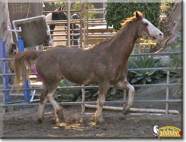 Jimmy the Quarter Horse, the Pet of the Day