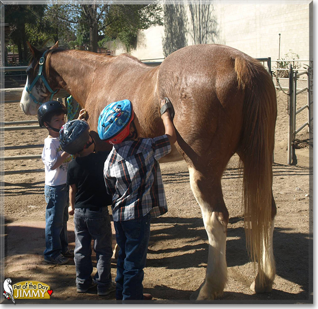 Jimmy the Quarter Horse, the Pet of the Day