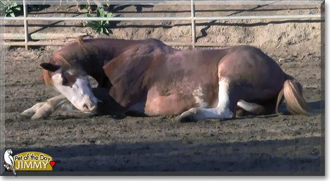 Jimmy the Quarter Horse, the Pet of the Day