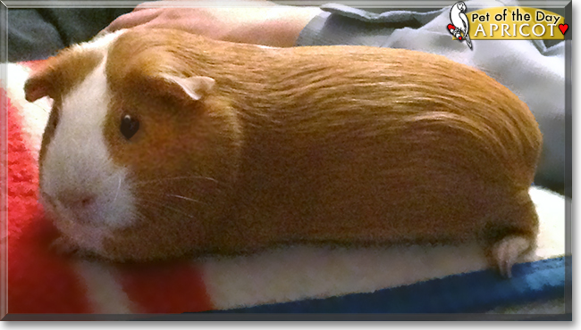 Apricot the American Guinea Pig, the Pet of the Day