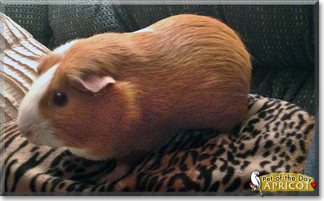 Apricot the American Guinea Pig, the Pet of the Day