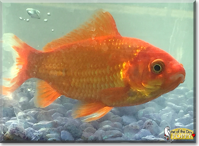 Poppy the Goldfish, the Pet of the Day Poppy the Goldfish, the Pet of the Day