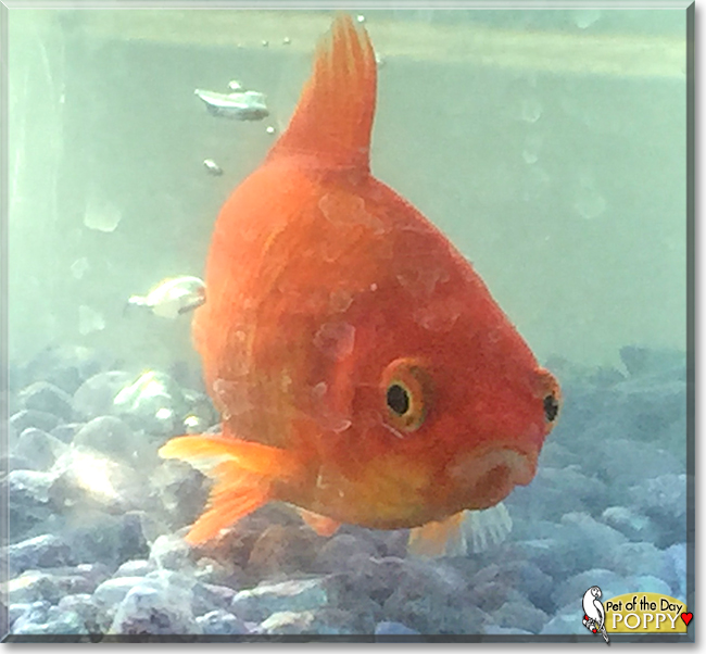 Poppy the Goldfish, the Pet of the Day