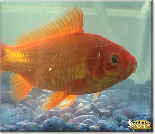 Poppy the Goldfish, the Pet of the Day