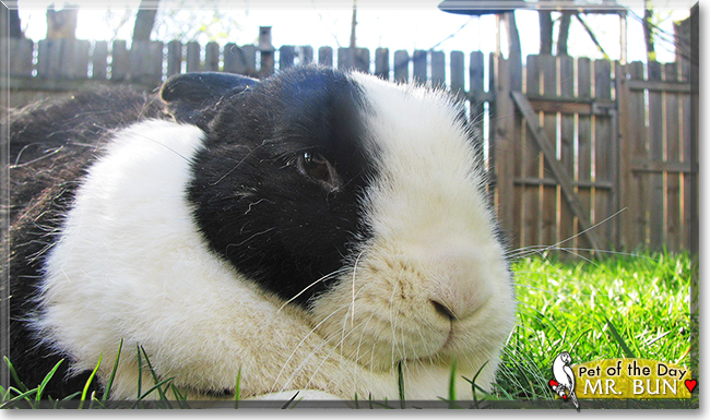 Mr. Bun the Dutch Rabbit, the Pet of the Day Mr. Bun the Dutch Rabbit, the Pet of the Day