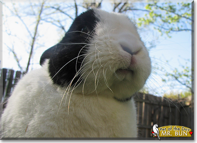 Mr. Bun the Dutch Rabbit, the Pet of the Day