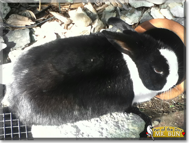 Mr. Bun the Dutch Rabbit, the Pet of the Day