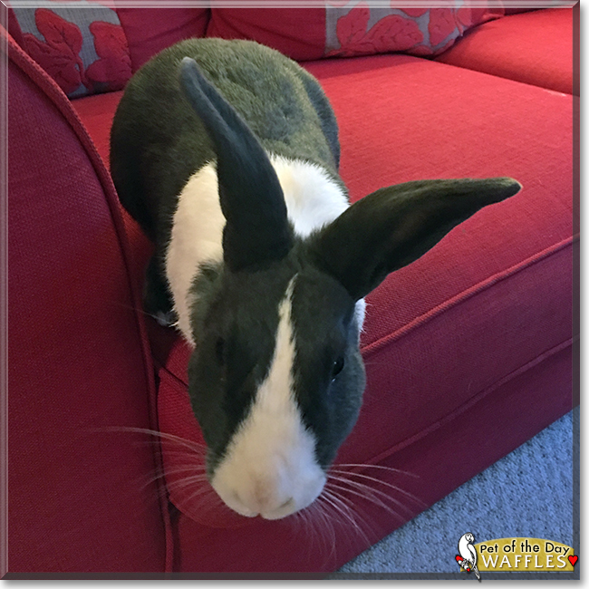Waffles the Dutch Rabbit, the Pet of the Day Waffles the Dutch Rabbit, the Pet of the Day