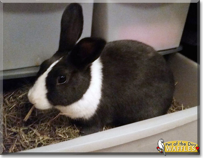 Waffles the Dutch Rabbit, the Pet of the Day