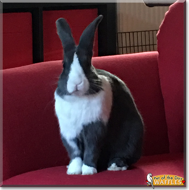Waffles the Dutch Rabbit, the Pet of the Day
