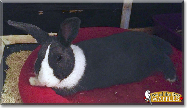 Waffles the Dutch Rabbit, the Pet of the Day