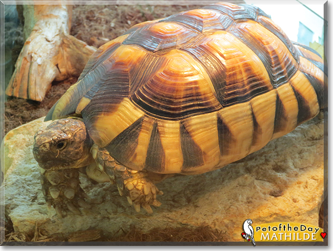 Mathilde the Tortoise, the Pet of the Day