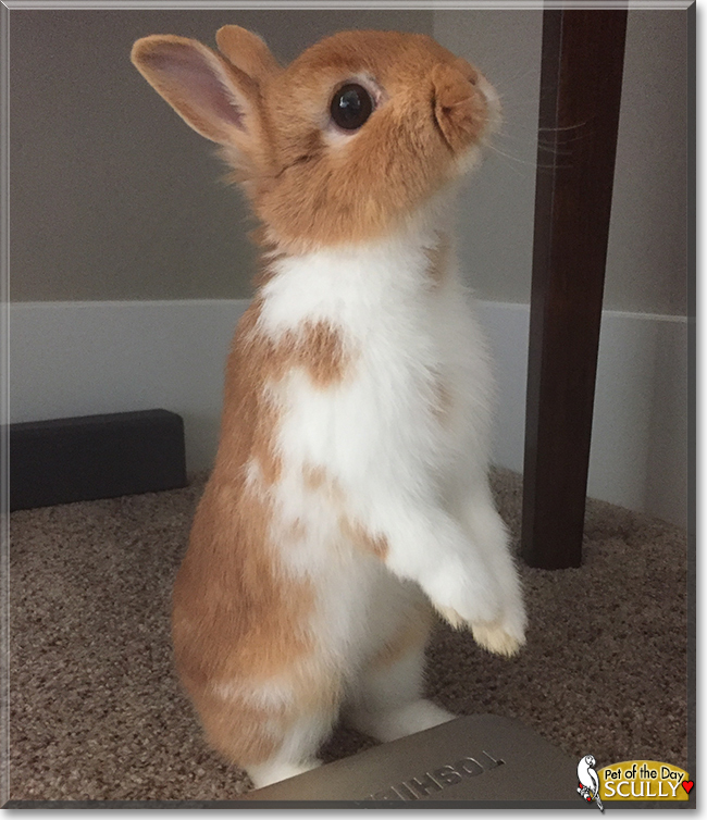 Scully the Netherland Dwarf Rabbit, the Pet of the Day Scully the Netherland Dwarf Rabbit, the Pet of the Day