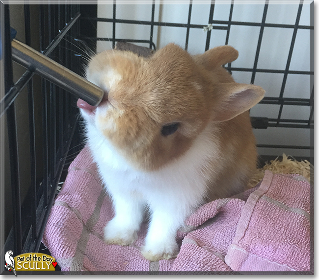 Scully the Netherland Dwarf Rabbit, the Pet of the Day