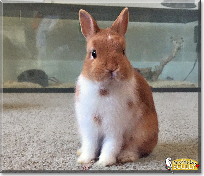 Scully the Netherland Dwarf Rabbit, the Pet of the Day