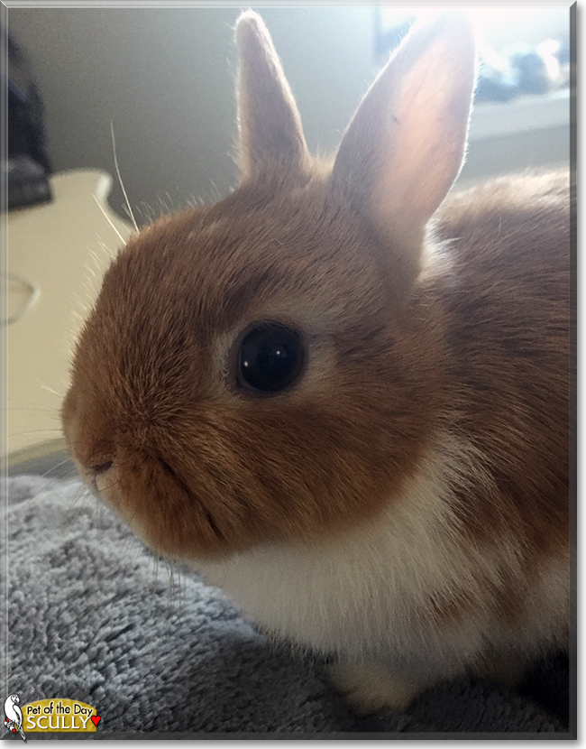 Scully the Netherland Dwarf Rabbit, the Pet of the Day
