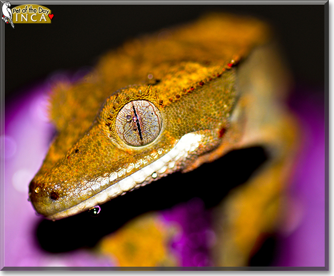 Inca the Crested Gecko, the Pet of the Day Inca the Crested Gecko, the Pet of the Day