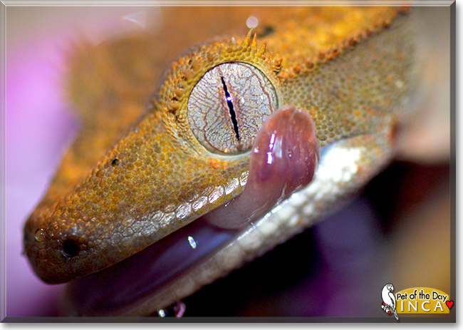 Inca the Crested Gecko, the Pet of the Day