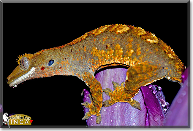 Inca the Crested Gecko, the Pet of the Day