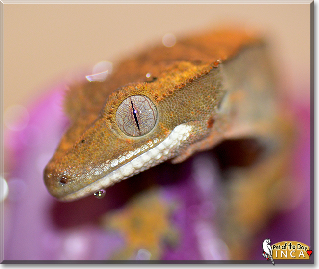 Inca the Crested Gecko, the Pet of the Day