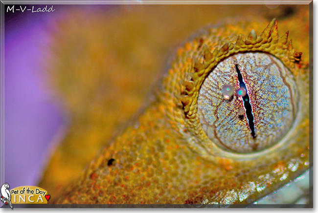 Inca the Crested Gecko, the Pet of the Day