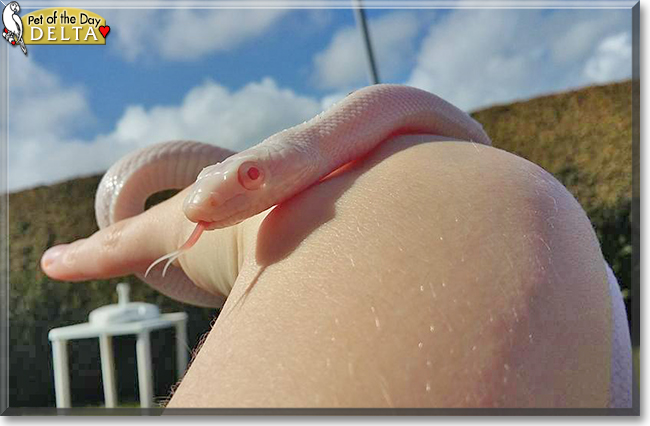Delta the Texas Rat Snake, the Pet of the Day Delta the Texas Rat Snake, the Pet of the Day