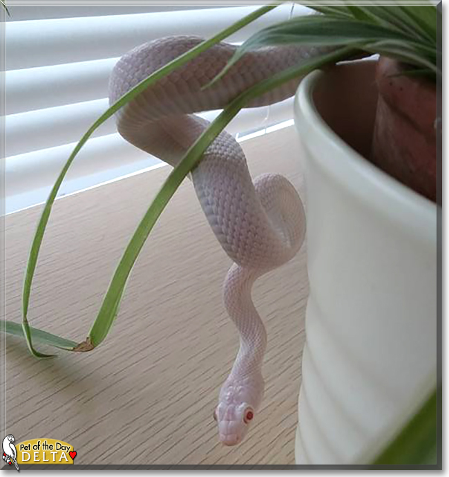 Delta the Texas Rat Snake, the Pet of the Day