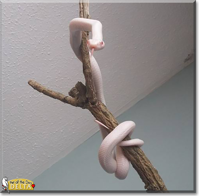 Delta the Texas Rat Snake, the Pet of the Day
