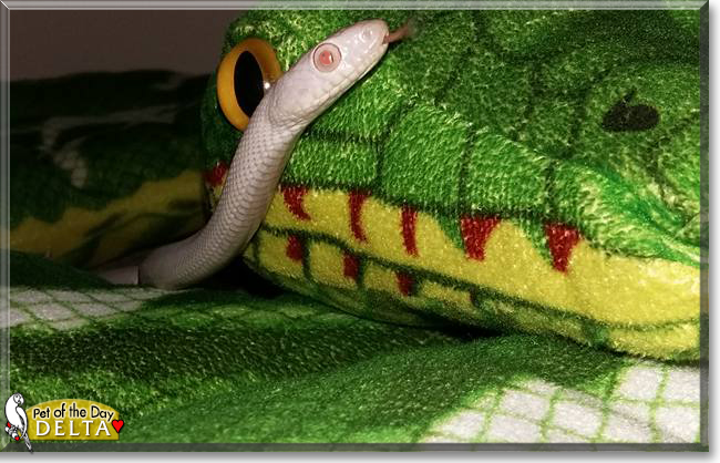 Delta the Texas Rat Snake, the Pet of the Day