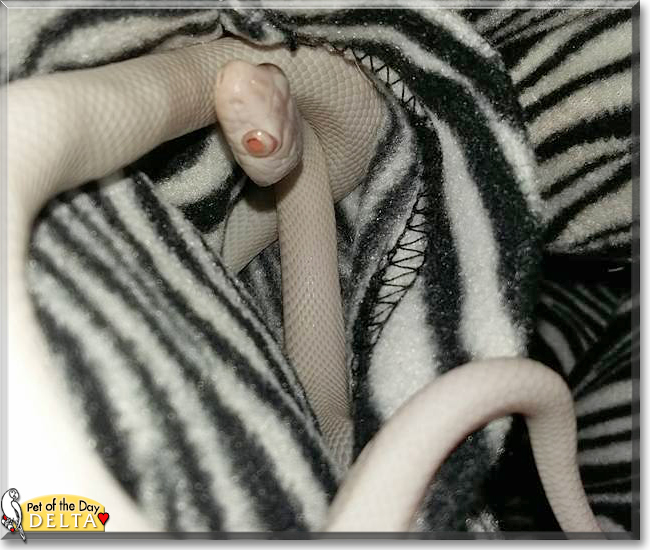 Delta the Texas Rat Snake, the Pet of the Day