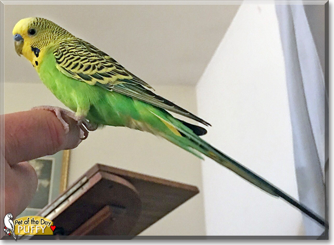 Puffy parakeet hotsell
