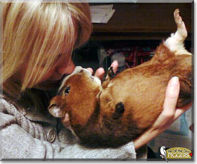 Piggers the Guinea Pig, the Pet of the Day Piggers the Guinea Pig, the Pet of the Day