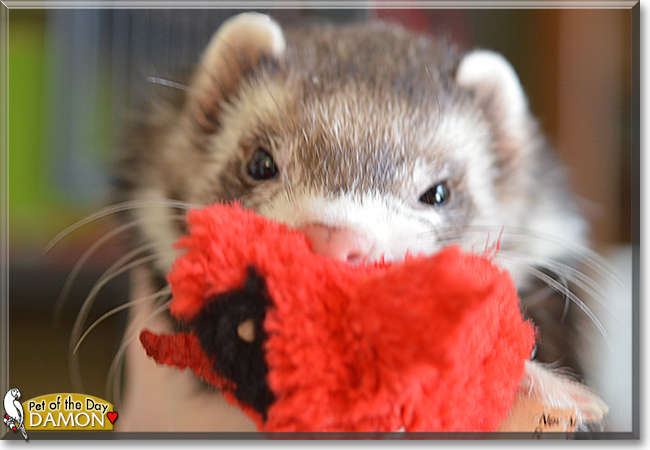 Damon the Ferret, the Pet of the Day Damon the Ferret, the Pet of the Day