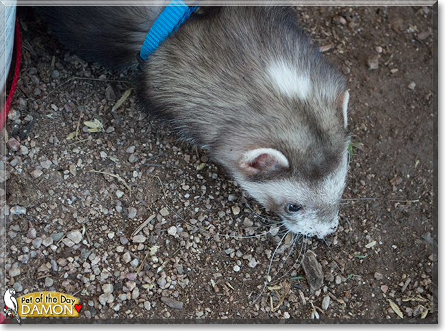 Damon the Ferret, the Pet of the Day