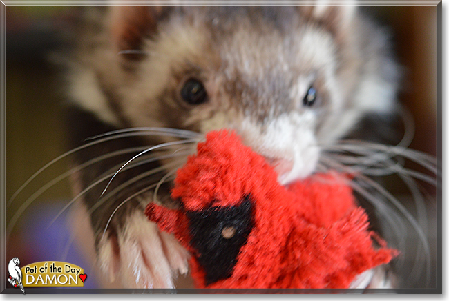 Damon the Ferret, the Pet of the Day