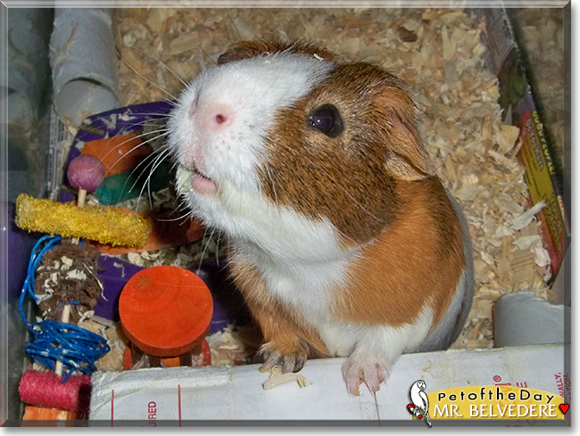 Mr. Belvedere the Short-Hair Guinea Pig, the Pet of the Day