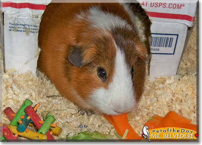 Mr. Belvedere the Short-Hair Guinea Pig, the Pet of the Day