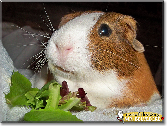 Mr. Belvedere the Short-Hair Guinea Pig, the Pet of the Day