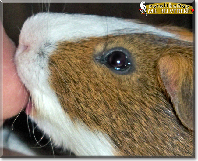 Mr. Belvedere the Short-Hair Guinea Pig, the Pet of the Day