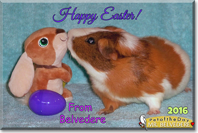 Mr. Belvedere the Short-Hair Guinea Pig, the Pet of the Day